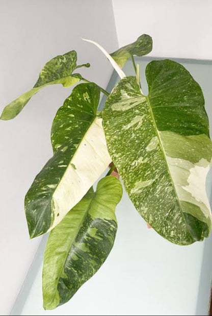 Philodendron Jose Buno Big Size Plant (Creeper philodendron variety)