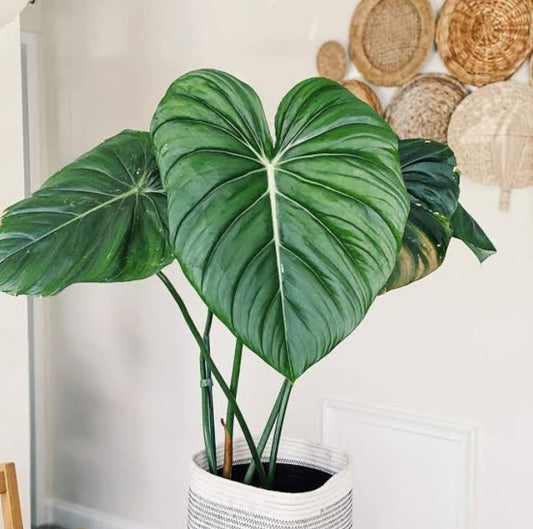 Philodendron Pastazanum Plant (Semishade plant)