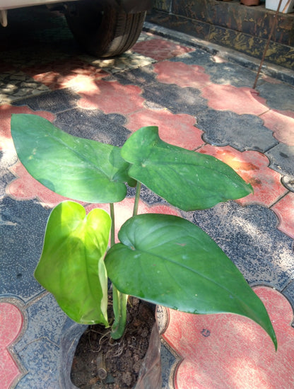 Singonium Chiapense Big (Semishade Plant)