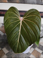 Philodendron Pink Glory Plant