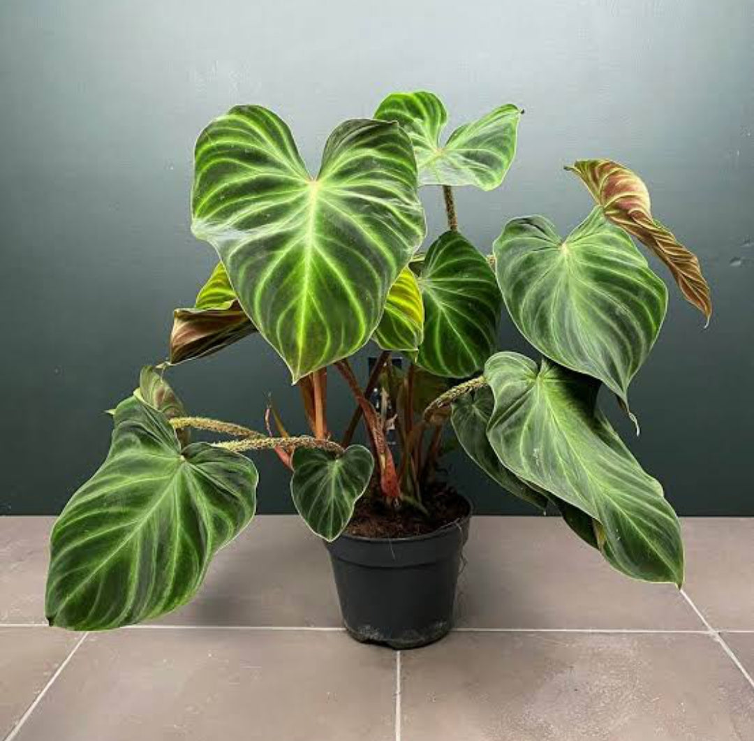 Philodendron Verrucosum Plant (Semishade plant)