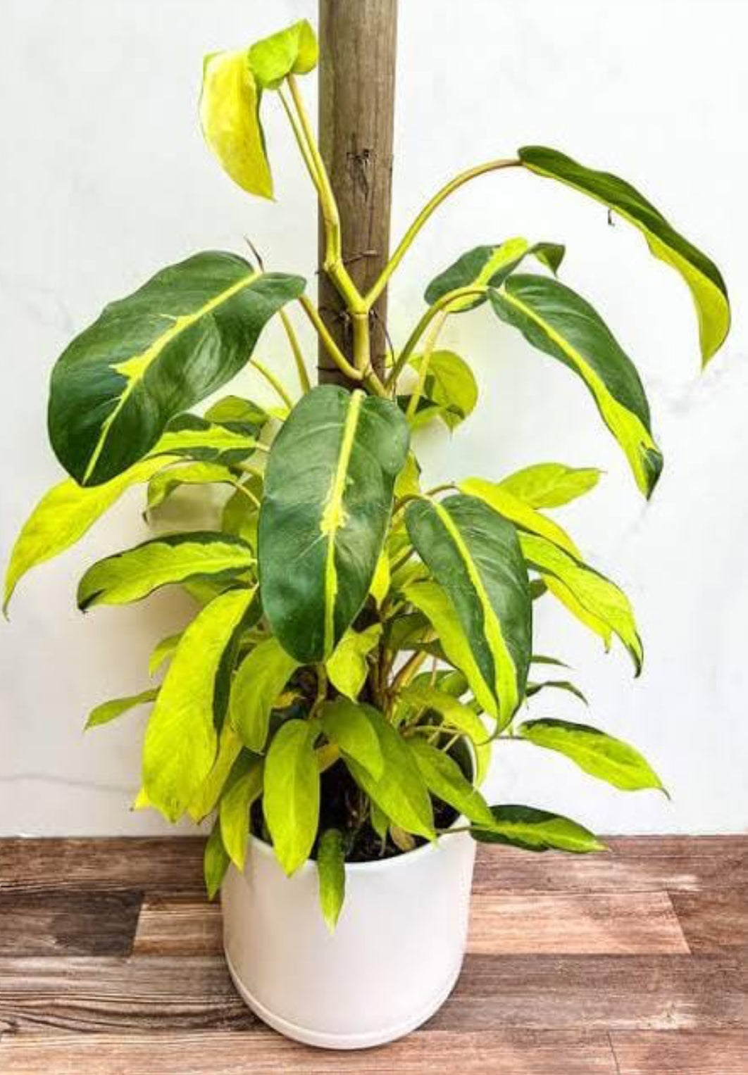 Philodendron Thai Sunrise