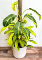 Philodendron Thai Sunrise