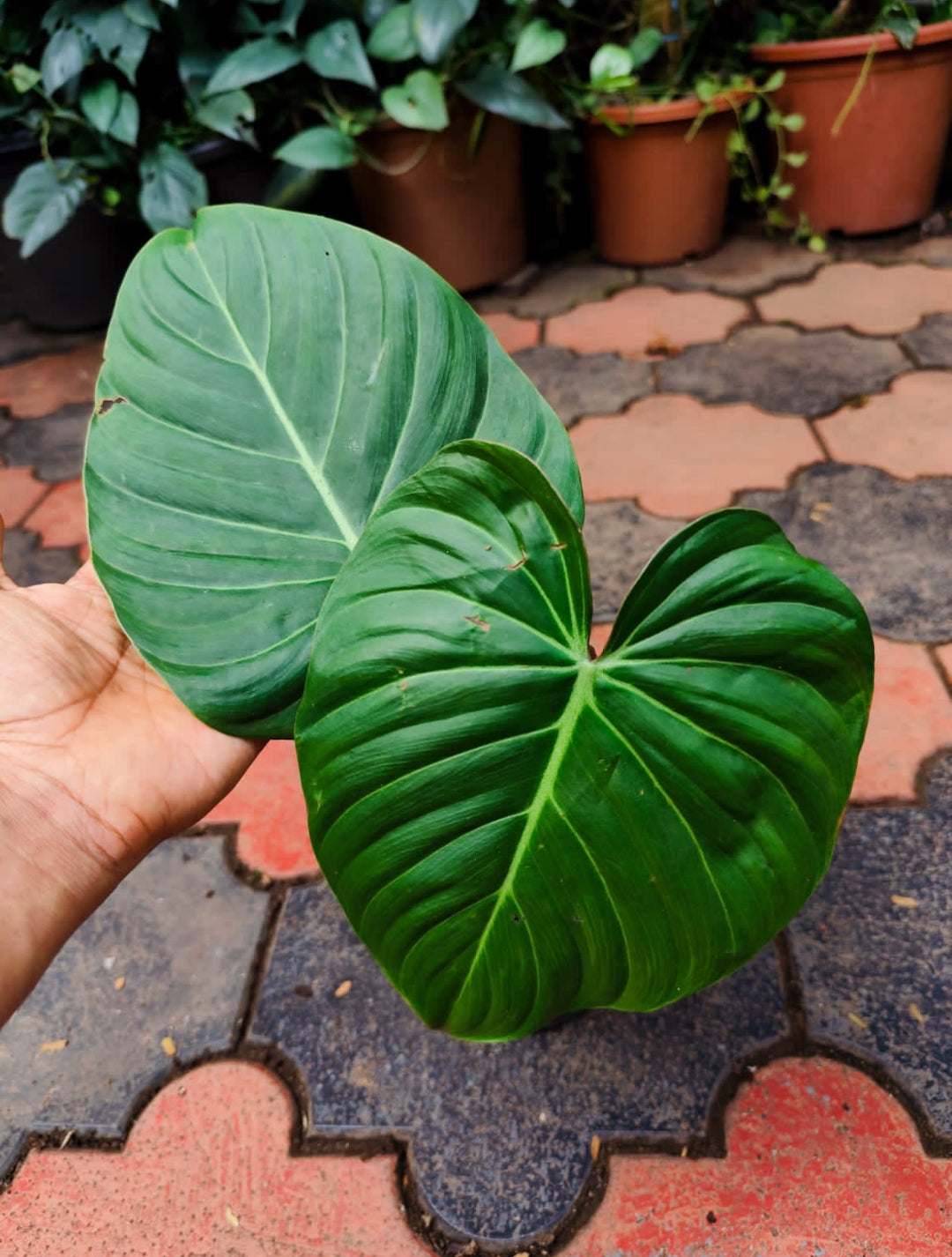 Philodendron Pink Glory