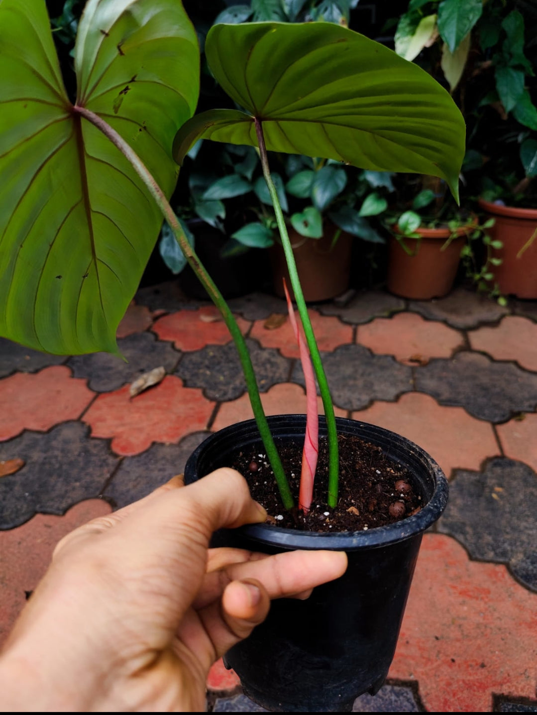 Philodendron Pink Glory