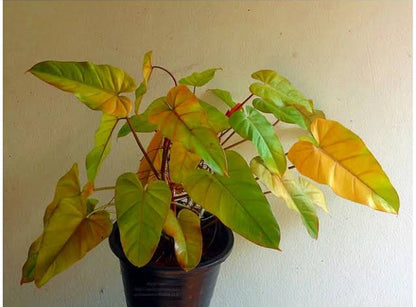 Philodendron Golden Erbescens