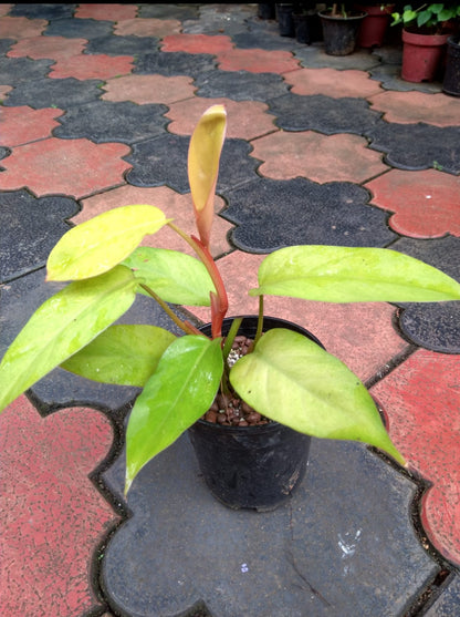 Philodendron Golden Erbescens