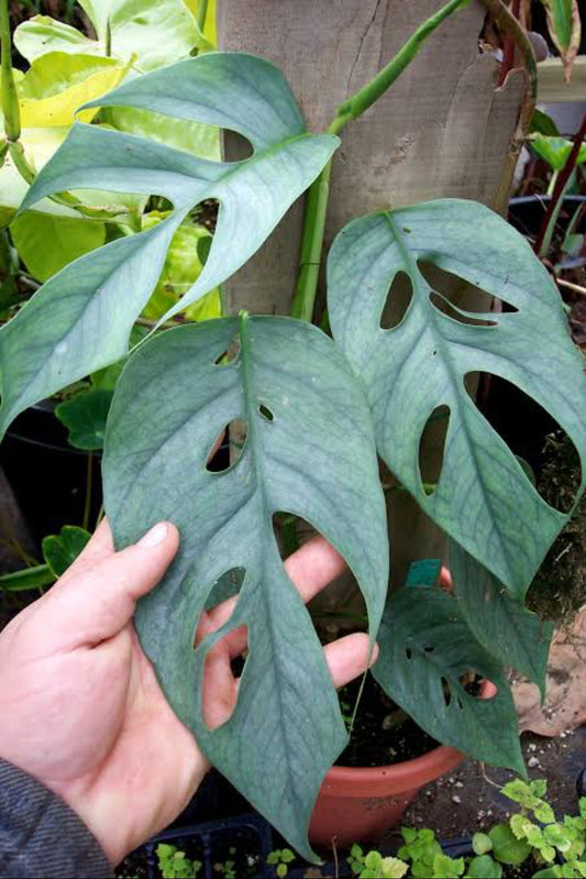 Epipremnum Cebu Blue (Semishade Plant)