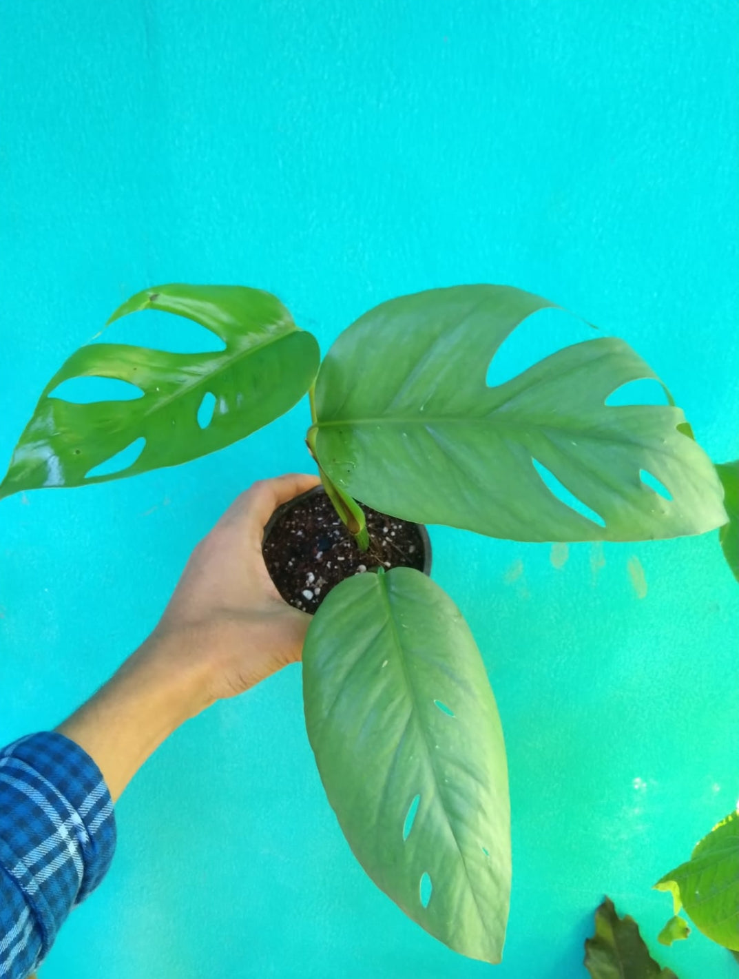 Epipremnum Cebu Blue (Semishade Plant)