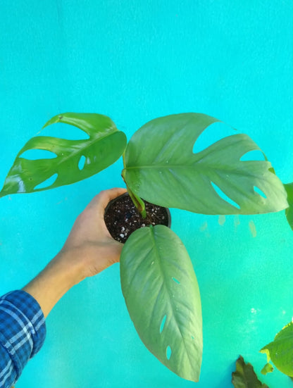 Epipremnum Cebu Blue (Semishade Plant)