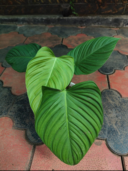 Philodendron Fuzzy Petiole (Semishade plant)