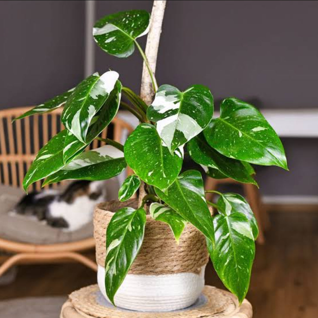 Philodendron White Princess plant