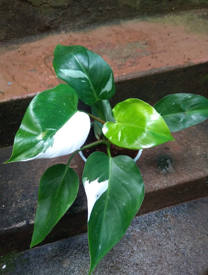 Philodendron White Princess plant