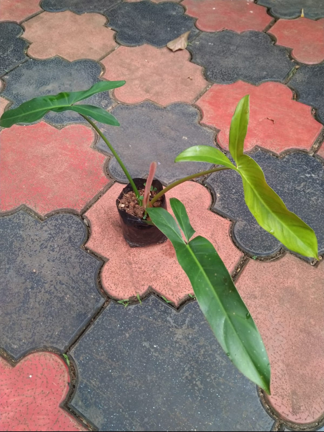 Philodendron Mexicanum Plant