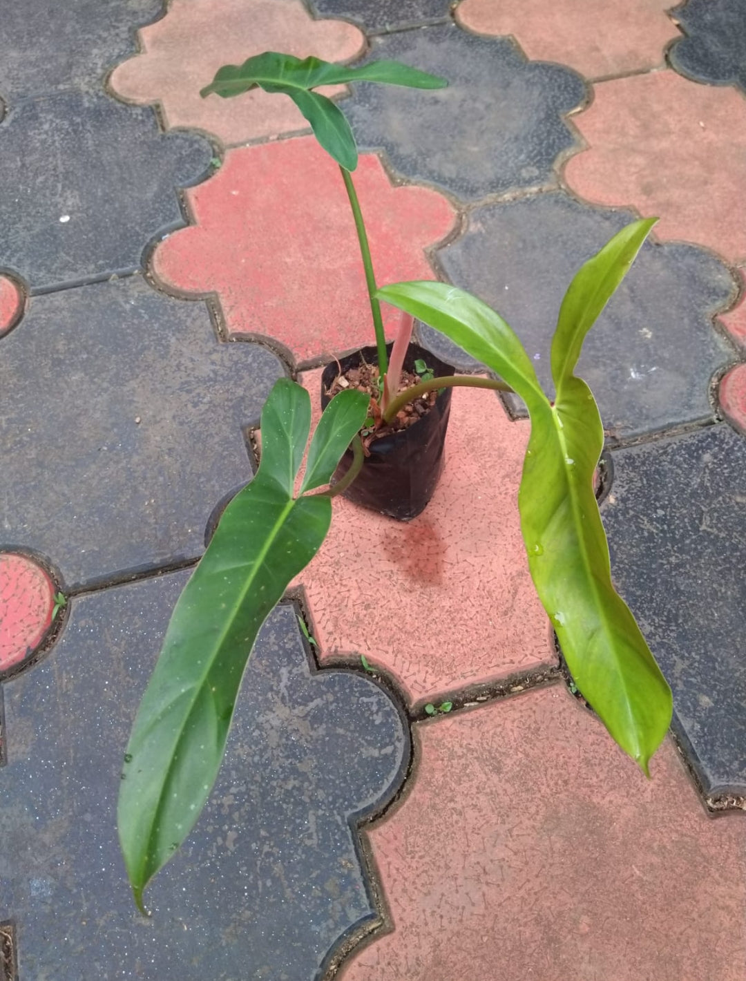 Philodendron Mexicanum Plant