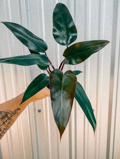 philodendron bloody mary scientific name Philodendron Bloody Mary – ASHIYANA STORE