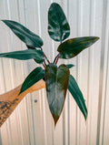 Philodendron Bloody Mary