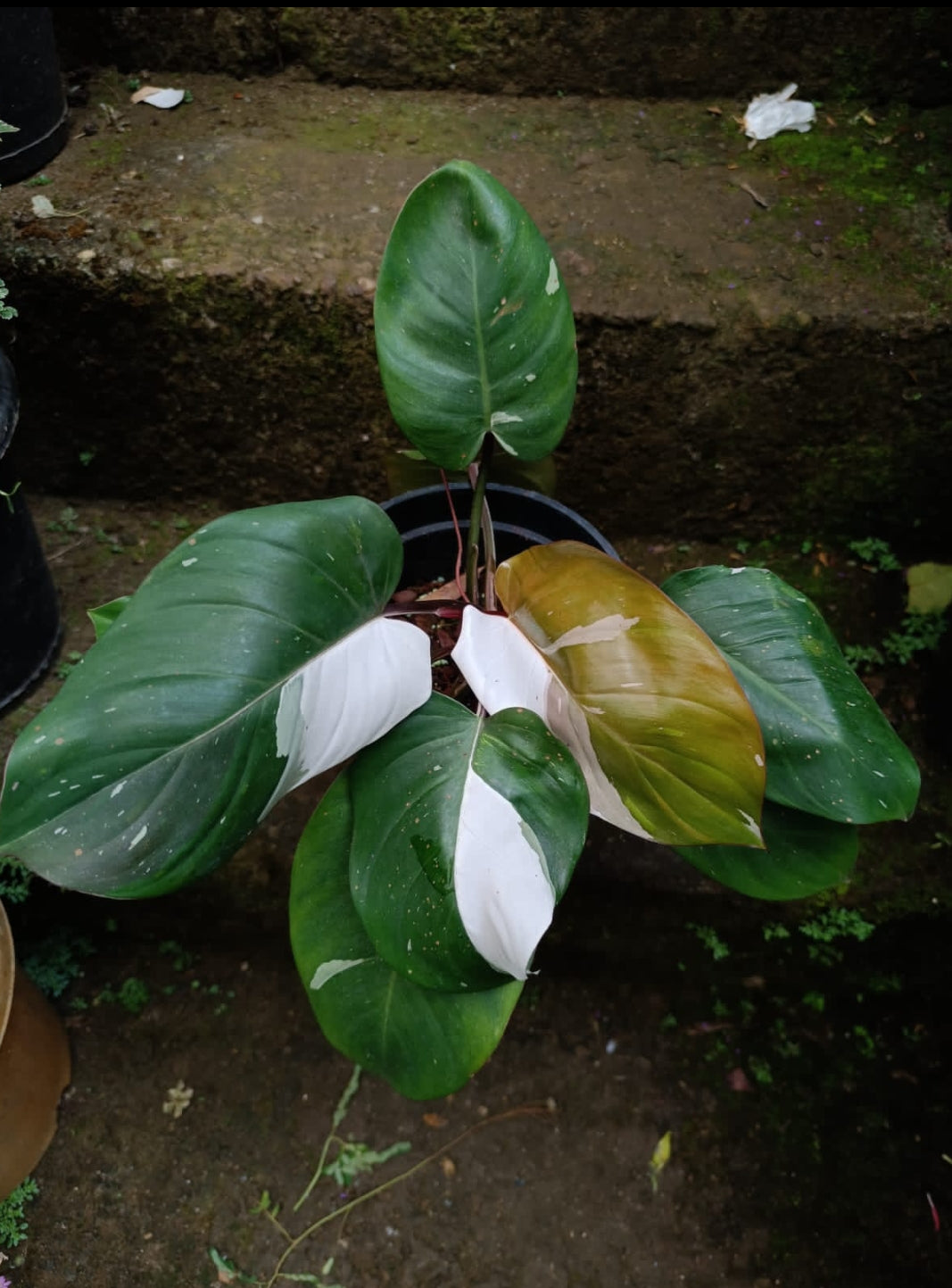 Philodendron White Knight