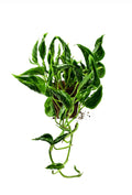 Money Plant (Golden Pothos) – Indoor Air Purifying Creeper | Lucky Plant for Home & Office (Sleeping Photos plant)