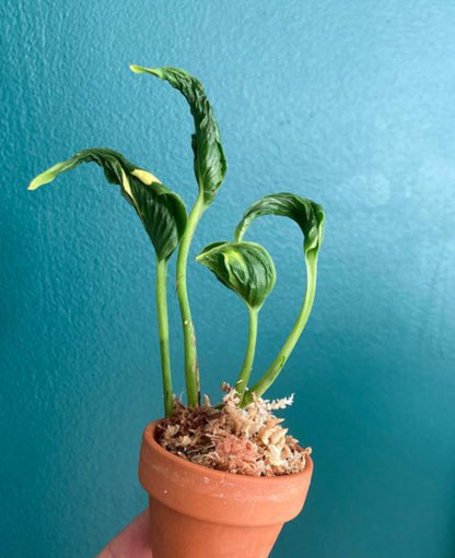 Sleeping Photos plant (Shade Hanging)