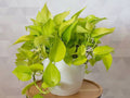 Money Plant (Golden Pothos) – Indoor Air Purifying Creeper | Lucky Plant for Home & Office(Neon Photos)