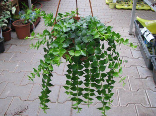 Millions heart Hanging plant