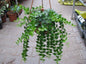 Millions heart Hanging plant