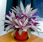 Rheo Pink (Indoor plants)