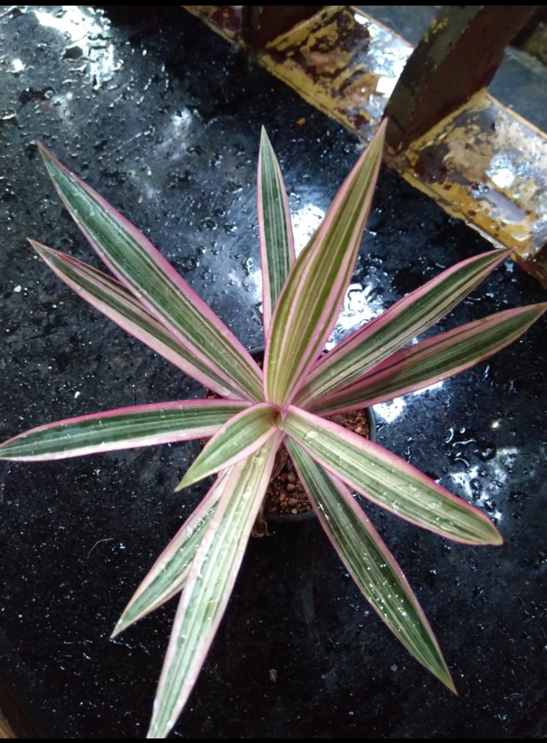 Rheo Pink (Indoor plants)