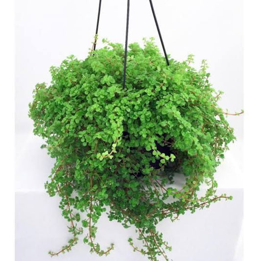 Baby tears Hanging plant