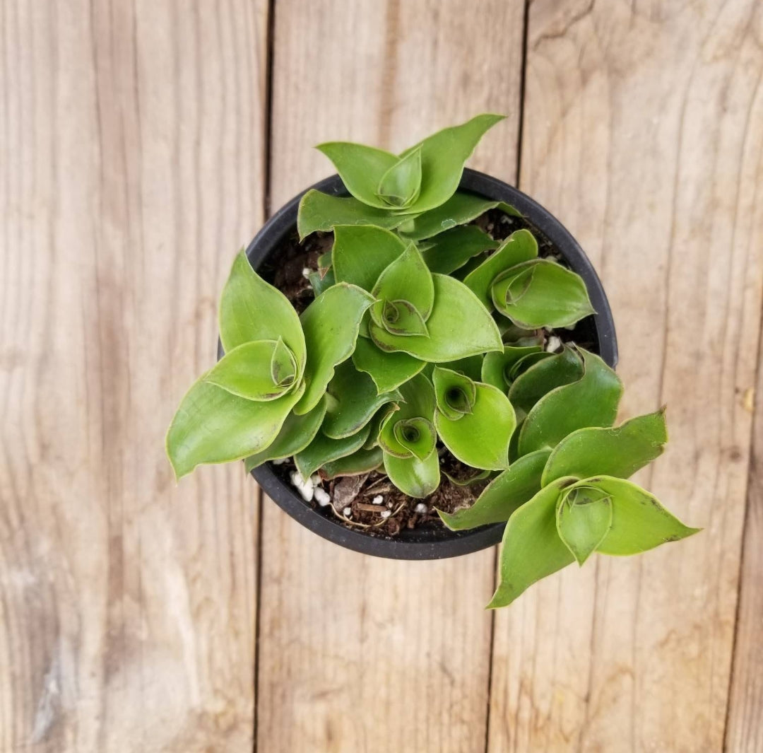 Dragon tail wandering jew Hanging plant