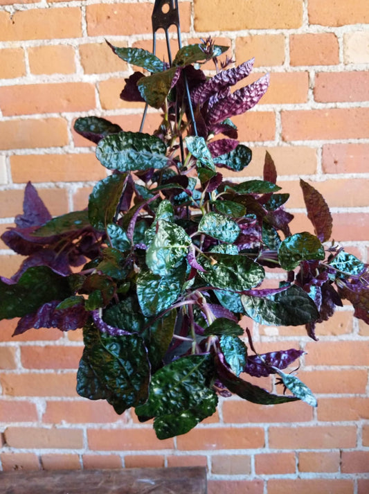 Purple Waffle Hanging Plant