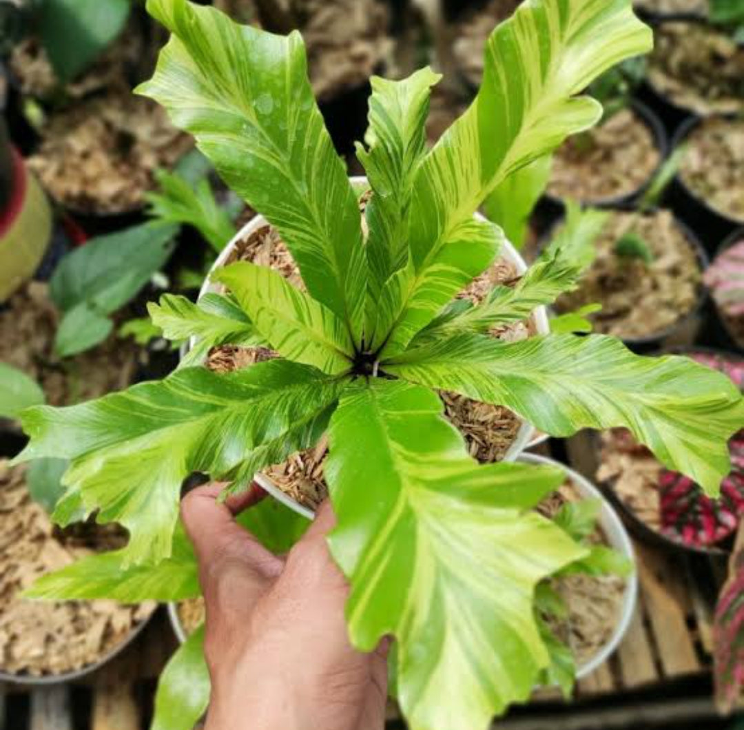 Asplenium Nidus Aurea