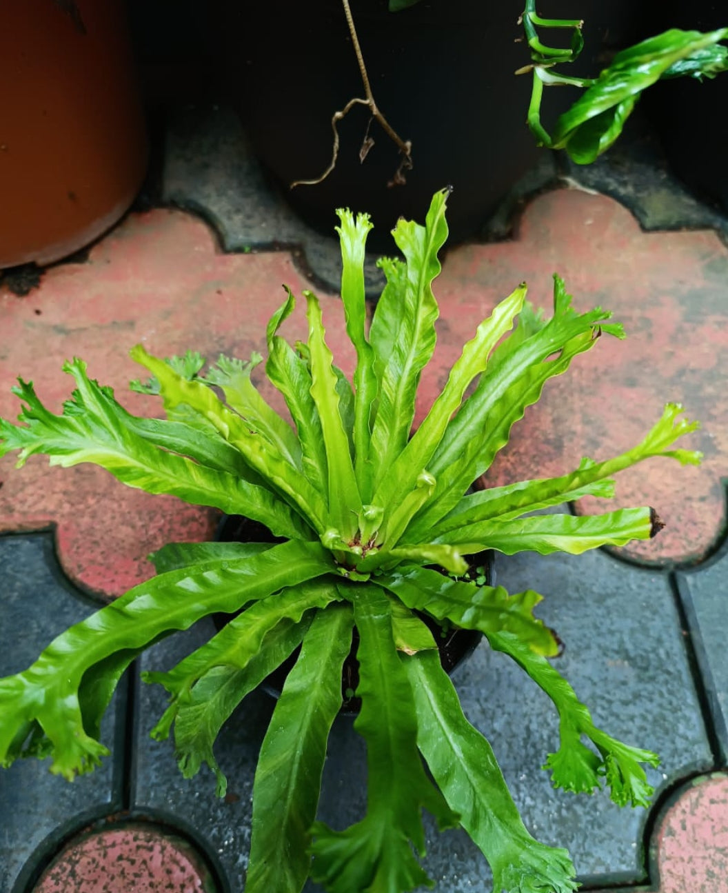 Asplenium Nidus Aurea