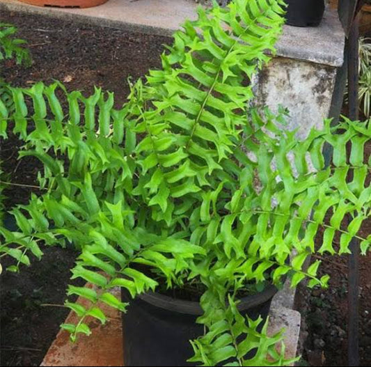 Fish tail fern