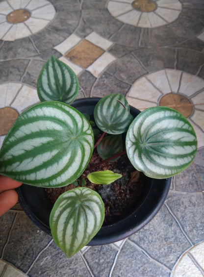 Watermelon Pepermoia