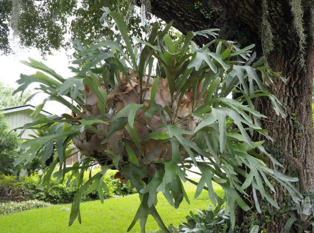 Stage horn fern