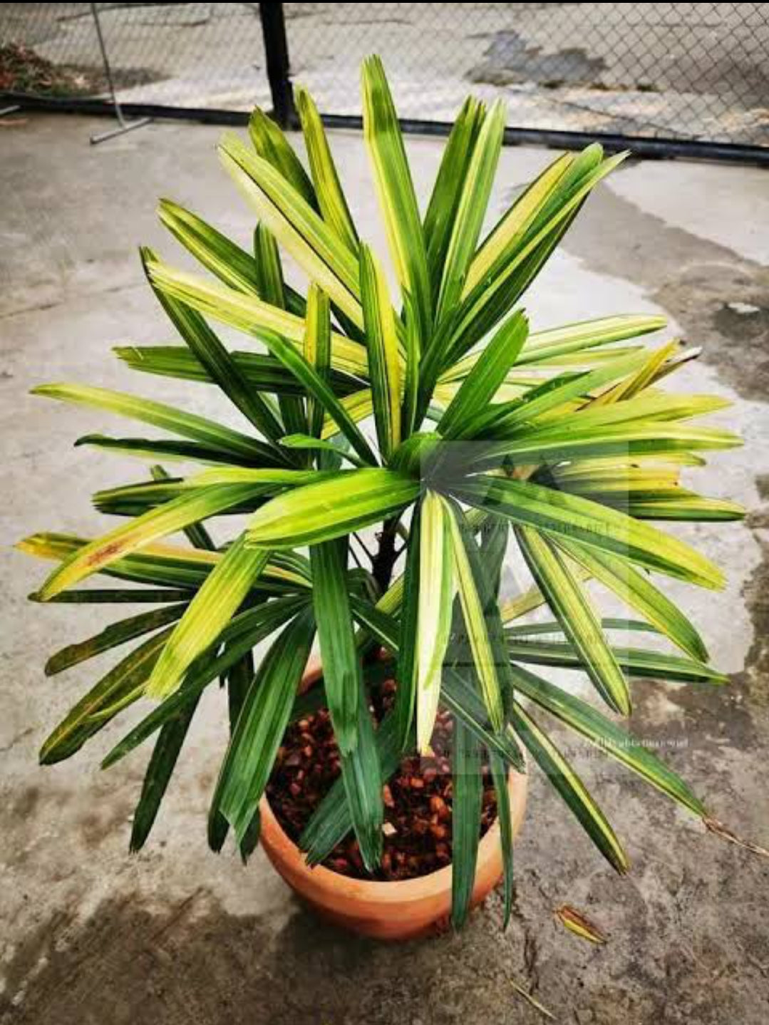 Rhapis palm Variegated