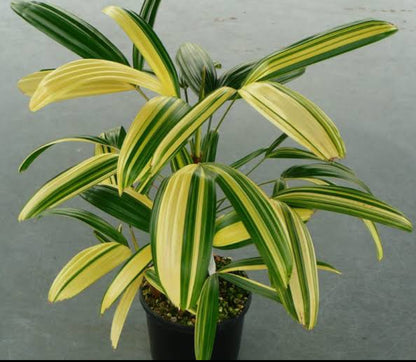 Rhapis palm Variegated