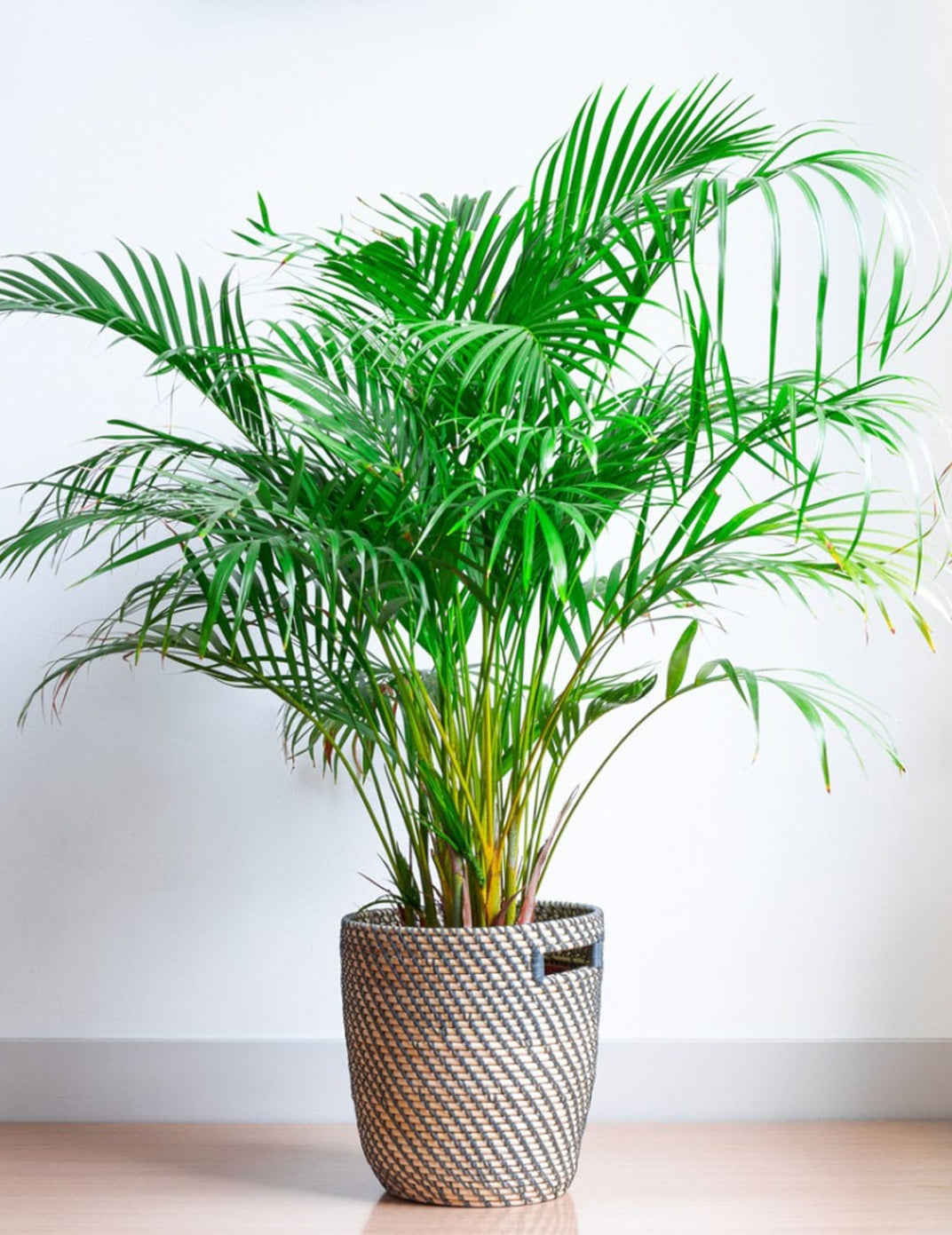 Areca Palm