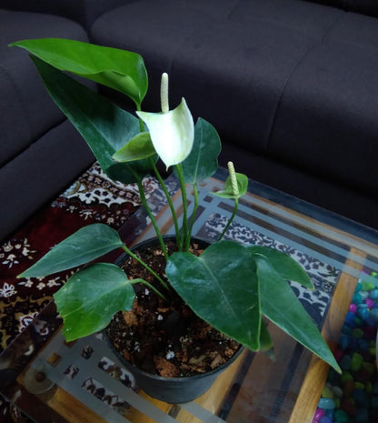 Anthurium 2 (White)