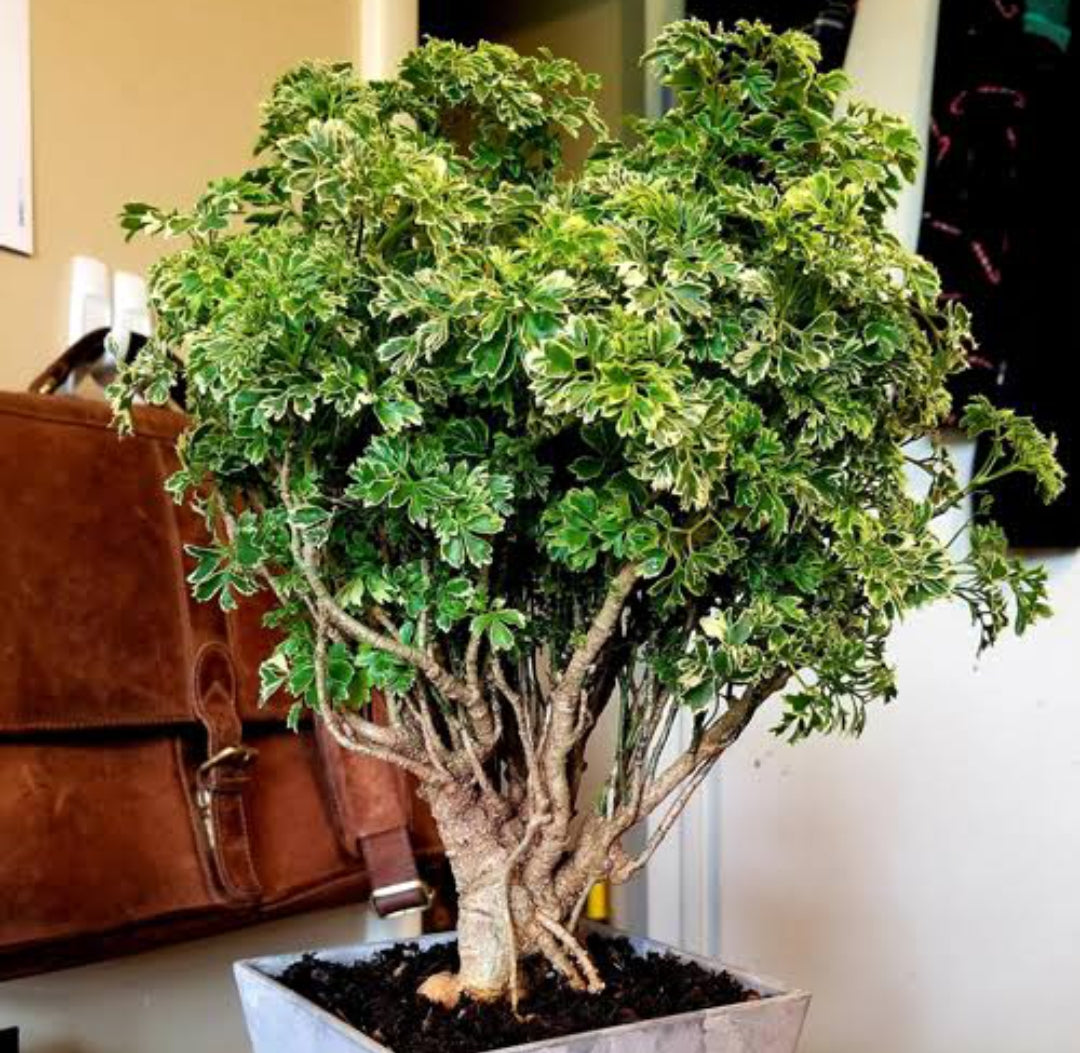 Aralia Tree Rhs Aralia 3 Indoor plants – ASHIYANA STORE