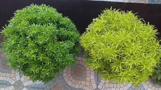 Aralia Outdoor Plant (Pack of 2)