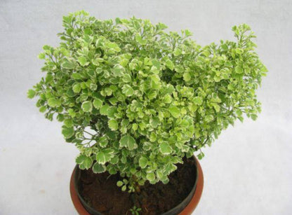 Aralia 1 Indoor plants