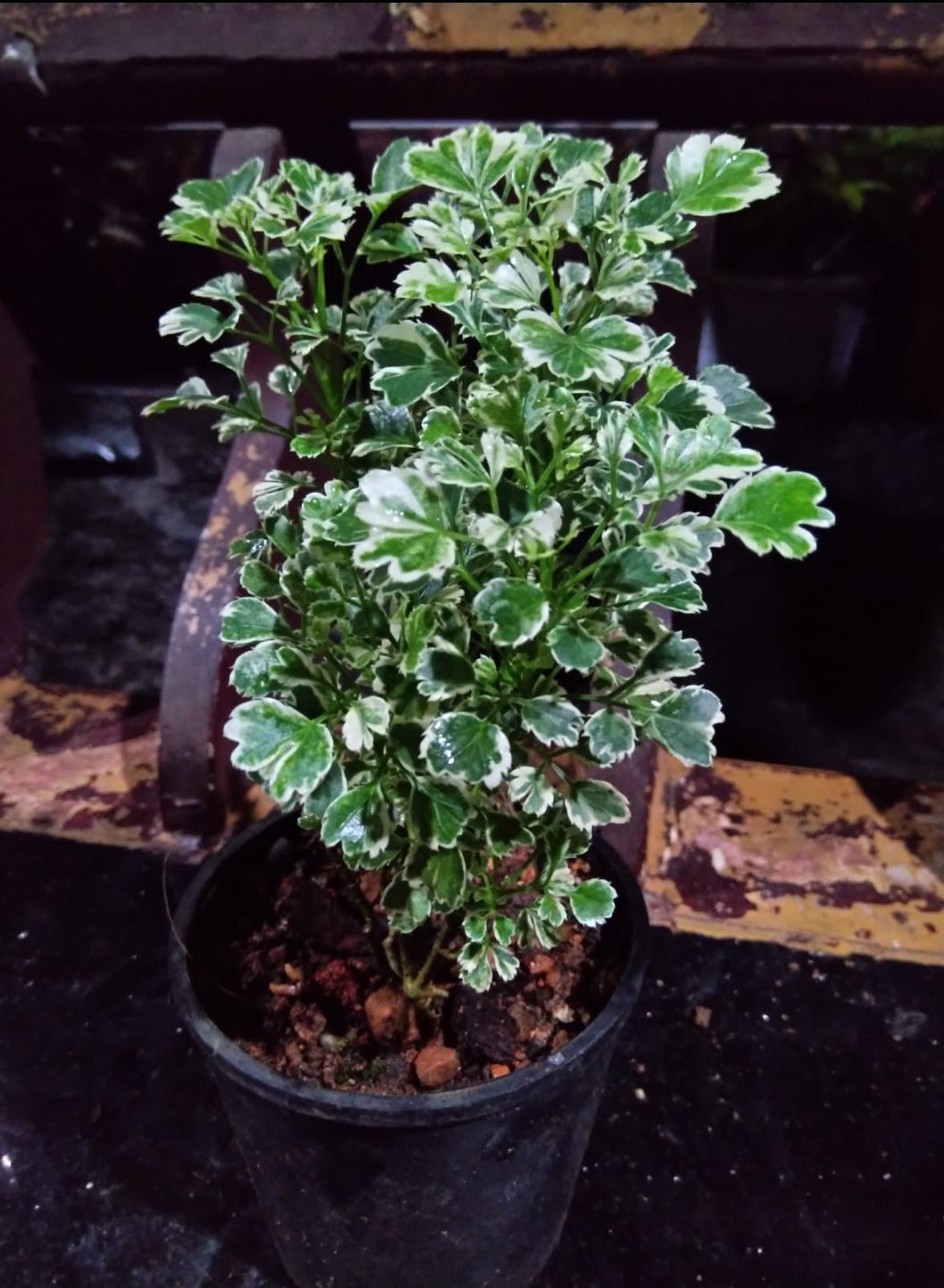 Aralia 1 Indoor plants