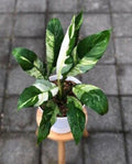 Peace Lilly Veriegated (Semishade plant)