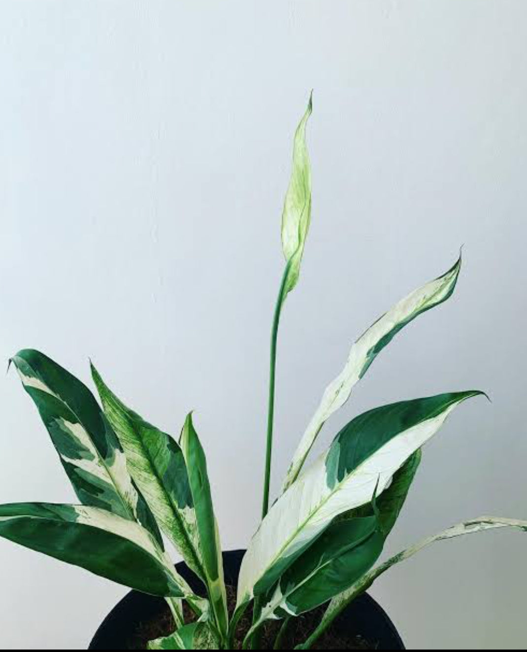 Peace Lilly Veriegated (Semishade plant)