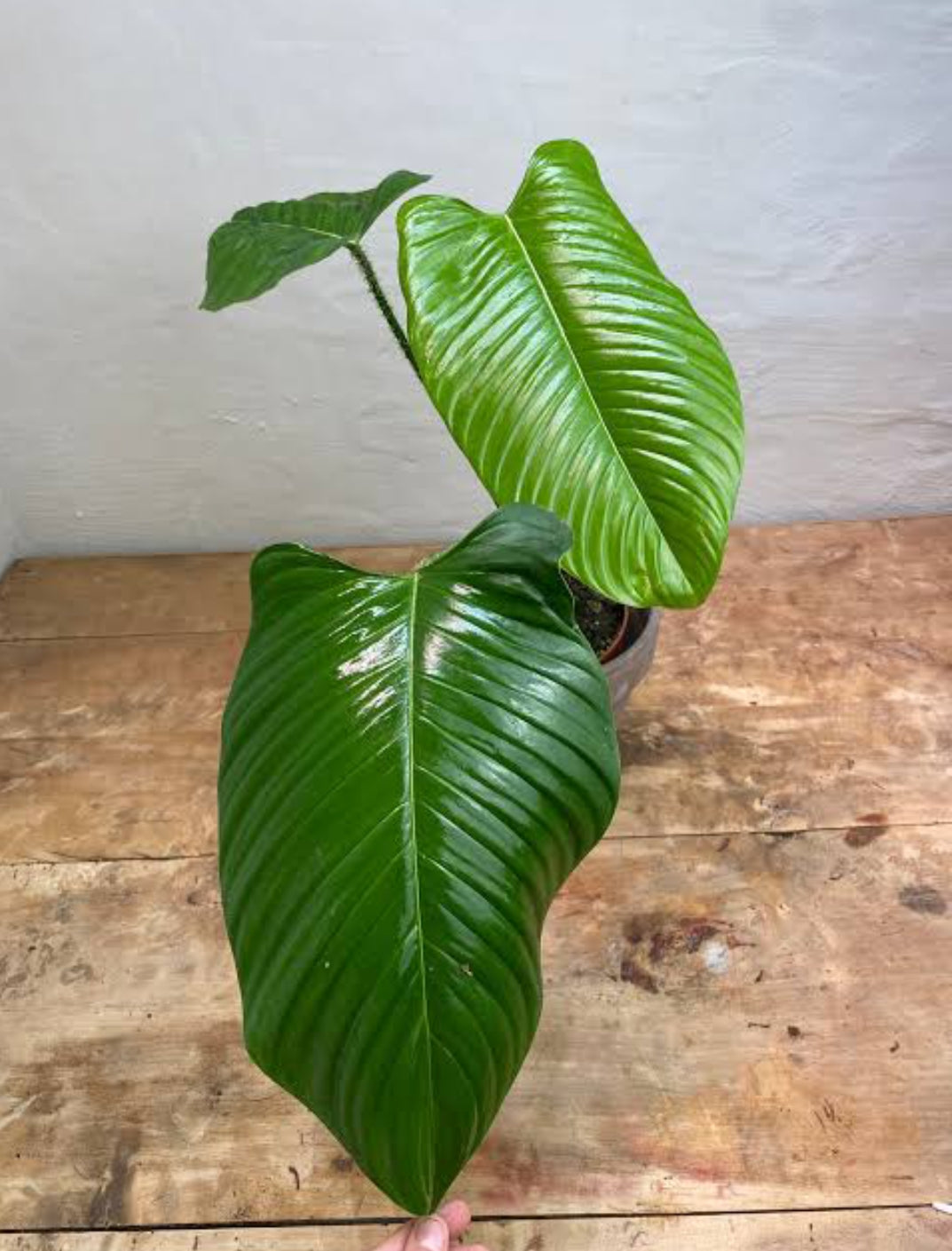 Philodendron Genevievianum plant (Semishade plant)