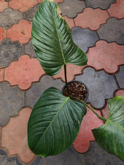 genevievianum philodendron Philodendron Genevievianum plant (Semishade plant) – ASHIYANA STORE