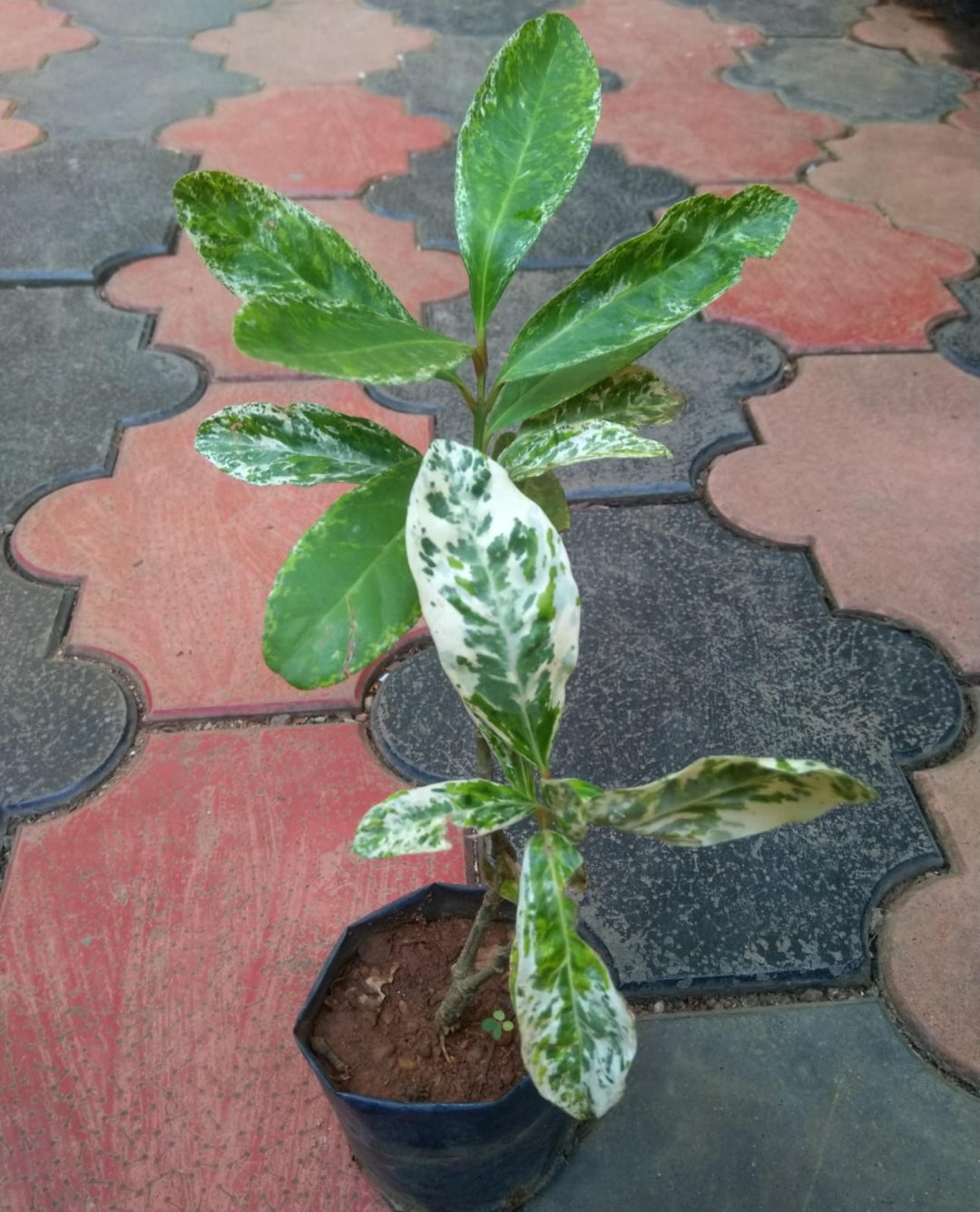 Veriegated Ixora (White flower)